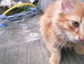 Продам кошку, самец в Новокузнецке, Котенка отдам бесплатно, Найден в районе В