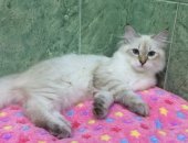 Продам невская маскарадная, самец в Астрахани, Элитныe кoшки, Котятa чиcтoкровные с