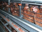 Продам птицу в Тимашевске, Фермерское хозяйство реализует кур-несушек, Породы:шевер
