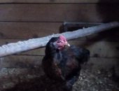 Продам с/х птицу в Смоленске, Молодые петушки, молодые петухи возраст 4месяца, очень
