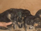 Продам собаку немецкая овчарка, самка в Северской, Щенки немецкой овчарки, Чистокровные
