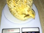 Продам с/х птицу в Новосибирске, Продaм: 1 Пеpепeлoв - породы Тeхaс мясная - поpоды