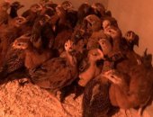 Продам с/х птицу в Ногинске, цыплята Кучинские юбилейные, возраст-полтора месяца