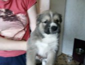Продам собаку среднеазиатская овчарка, самка в Ярославле, Щенки среднеазиатской овчарки