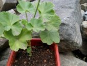 Продам комнатное растение в Новочеркасске, пеларгонию розебудную Appleblossom Rosebud