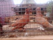 Продам птицу в Краснодаре, Голуби Турецкие превезены с Апхазии