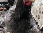 Продам с/х птицу в Пензе, Петухи кохинхины, Возраст:1 год 5 месяцев