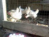 Продам с/х птицу в Смоленске, Курам 1 год, несутся отлично