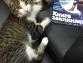 Продам кошку, самец в Омске, Отдам крупного полосатого полугодовалого длинноногого