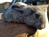 Продам в Чекмагуше, Калифорнийцы, Шиншиллы, Белый великан, Бабочка, кроликов разных