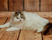 Продам шотландская, самец в Асбесте, Молодой но опытный кот породы скоттиш хайленд страйт