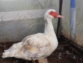 Продам с/х птицу в Братске, Птицы, индоуток взрослые селезень 1500руб, утка 1000
