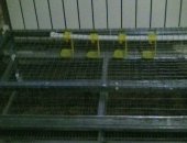 Продам с/х птицу в Чонтауле, Клетки для перепелов, Клетка из ацынковки скармушкой и