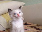 Продам кошку, самец в Новосибирске, Мальчик, хочет найти своего заботливого друга