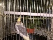 Продам птицу в Саратовской области, Попугайчик, Мальчик корелла, возраст 9мес, клетка