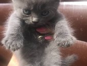 Продам шотландская, самец в Краснодаре, Самостоятельные котятки, 3 месяца, только