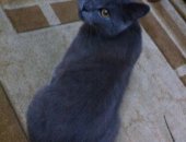 Продам шотландская, самец в Алексеевке, Породистые котята, серые, вислоухие и прямоухие