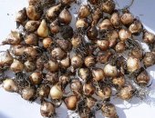 Продам комнатное растение в Уфе, Луковицы мускари армянский, Луковицы мускари, 10р штука