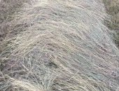 Продам корм для грызунов в Астрахани, Сено, Доставка по кбр