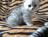 Продам шотландская в Альметьевске, Кушают, игривые к лодку приученные