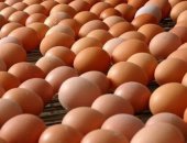 Продам с/х птицу в Грибановском, Курочка кубанская красная, кубанская красная -несушка