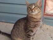 Продам кошку, самец в Волгограде, Котенок-мальчик, Котенок, 4 месяца, мальчик, забавный