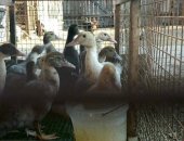 Продам птицу в Почепе, Индоутята от голубых индоуток, Один месяц