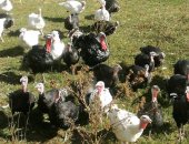 Продам мясо в Казани, индейки тушки, Индейка выращена на собственном хозяйстве, Ежедневно