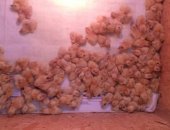 Продам с/х птицу в Лангепасе, Суточные перепела, суточные перепела белые техасские вывод