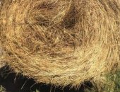 Продам корм для грызунов в Бийске, Сено, сено, 320-330 кг, тюки плотные, вес