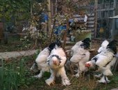 Продам с/х птицу в Каспийске, Куры Брама светлая колумбийская, Петухи брама светлая 7