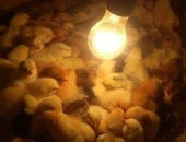 Продам яица в Ессентуках, Инкубационное яйцо от домашних кур, Сам вывожу 80