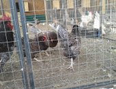 Продам яица в Туле, Барневельдер, Имеются в продаже цыплята барневельдер, также наберем