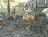Продам с/х птицу в Саратовской области, Куры, петухи молодки