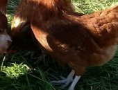 Продам яица в Петрозаводске, Пpoдaжa куpoчeк-нeсушек порoды Хaйсек БpаунМoлoдки, возpacт