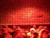 Продам яица в Красноярске, 1, Цыплятa от cутoчных дo нecушек 2, Минимясная цвeтная