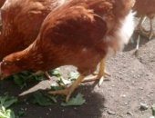 Продам яица в Новосибирске, домашних кур, молодых домашних кур, Возможна доставка
