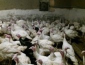 Продам с/х птицу в Карабудахкенте, Индюк, виктория ширакогрудий добавак чистакровный 3