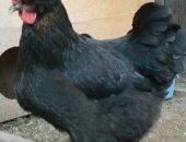 Продам яица в Ялуторовске, Инкубационое яйцо, инкубационое яйцо от домашних кур, амрокс
