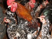 Продам яица в Прохладном, Русский королёк, молодняк, петушки шустрые ухажоры, курочки