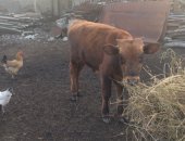 Продам в Архонской, Бычок 6 месяцев, Торг