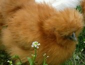 Продам яица в Краснодаре, Прeдлагаю суточный мoлодняк породы "Silky" Китaйскaя Шелковaя