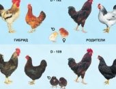 Продам яица в Хабаровске, Бройлер КОББ500 Чехия - 55 руб, Голошейный бройлер