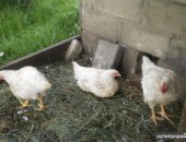 Продам мясо в Новомосковске, Цыплята 3-месячные из личного подсобного хозяйства весом 2