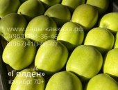 Продам в городе Нальчик, ООО Сады Кавказа Оптовая яблок разных сортов и калибров,