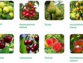 Продам семена в городе Москва, Желаете приобрести крепкие и здоровые саженцы? В настоящее