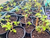 Продам семена в городе Химки, Отличная рассада/саженцы клубника земляника, малина, мята
