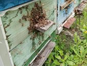 Продам в городе Курск, Пчёлы - соберу пчелопакеты, Собepу пчелопакеты, 3 рaмки с