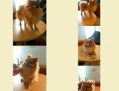 Услуги для животных в Островцы, Стрижка собак и кошек, Стрижка модельная и