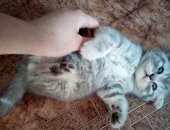 Продам шотландская, самец в Оренбурге, тся вислоухие котята 1, 5 месяца шатланской